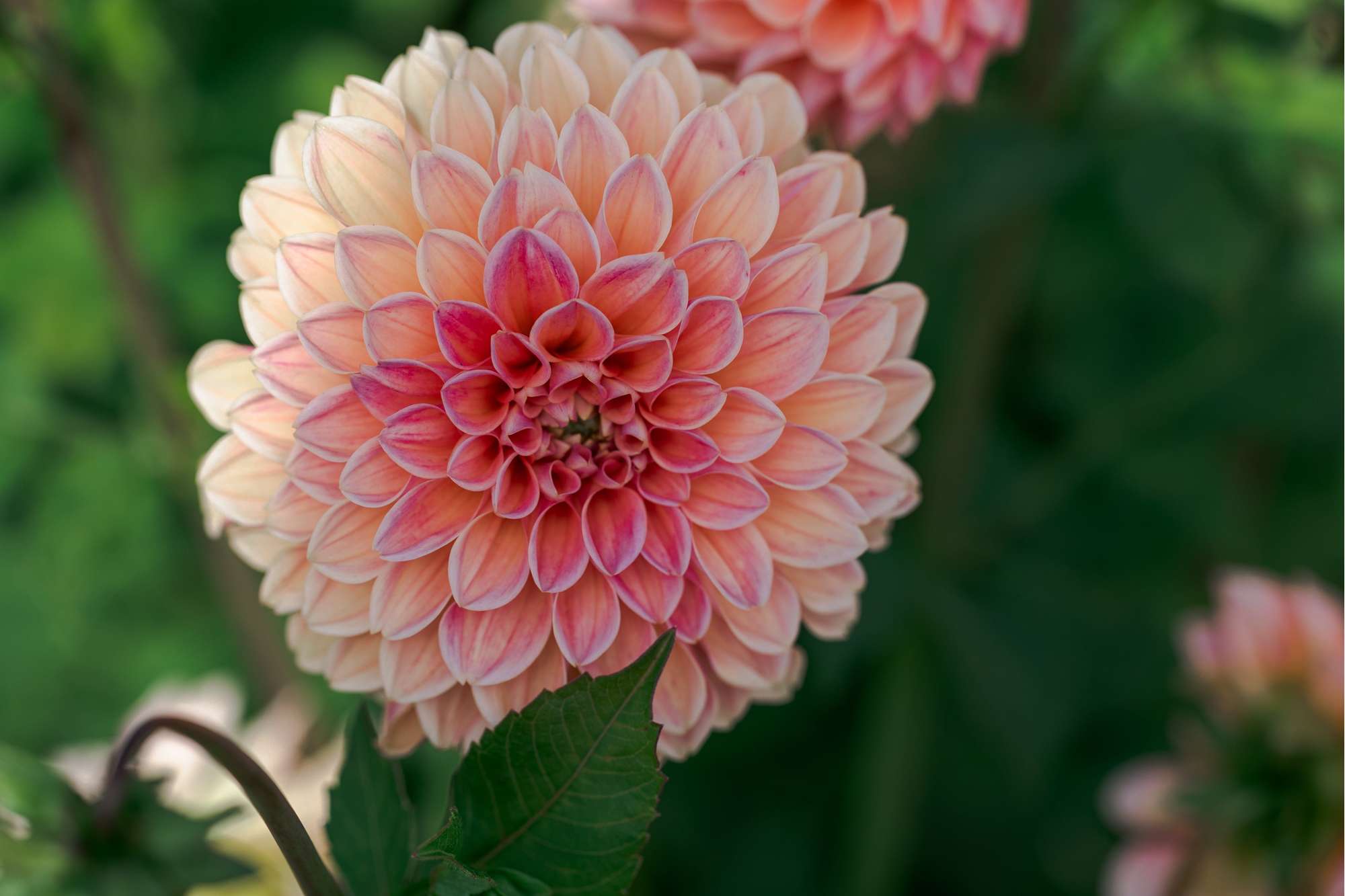 Dahlia 'Linda's Baby'
